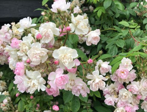 Juni: een tuin vol rozen