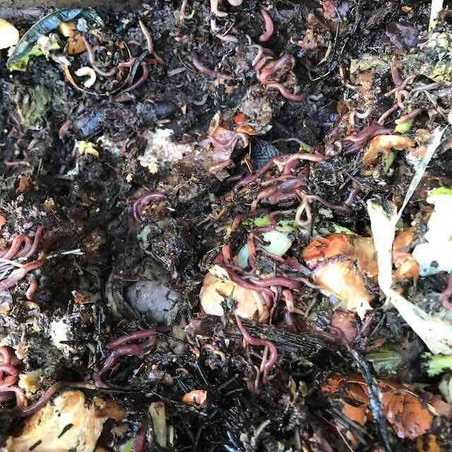 compostwormen bodem