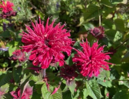 Sylvia’s favorieten voor in de kruiden- en eetbare bloemenborder